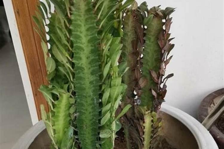 家里养龙骨风水好吗？