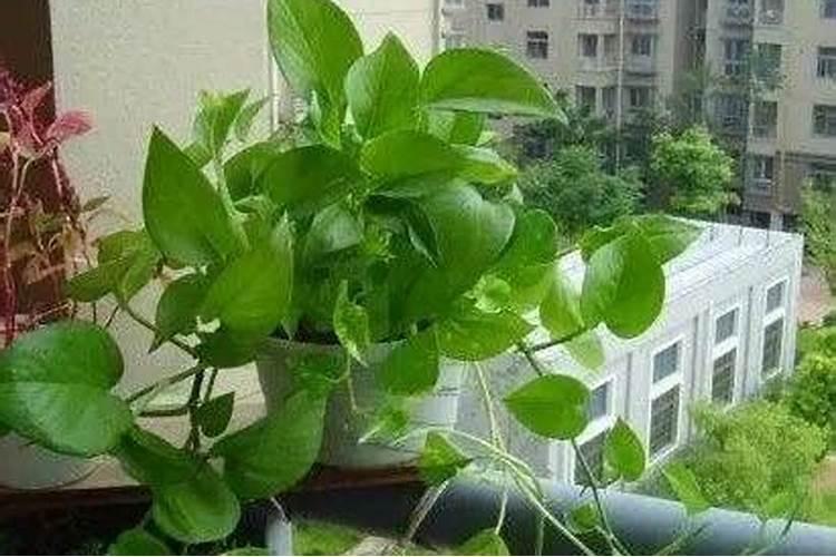 七鬼一个绿萝是什么意思绿萝吸引尹是真的吗？