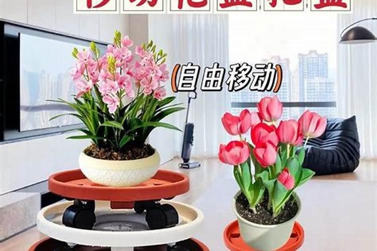 花盆颜色风水