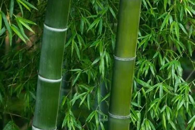 竹子风水好吗,竹子在院子哪个方位好？