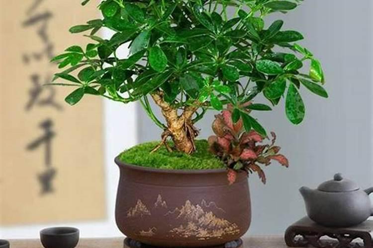 辟邪旺宅旺财植物花卉
