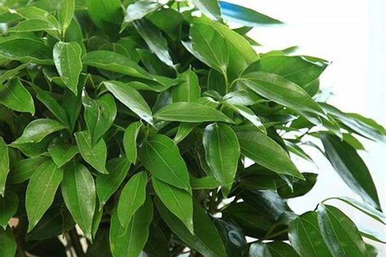 八种植物招财八种又旺宅八种植物招财八种又旺宅有哪些？