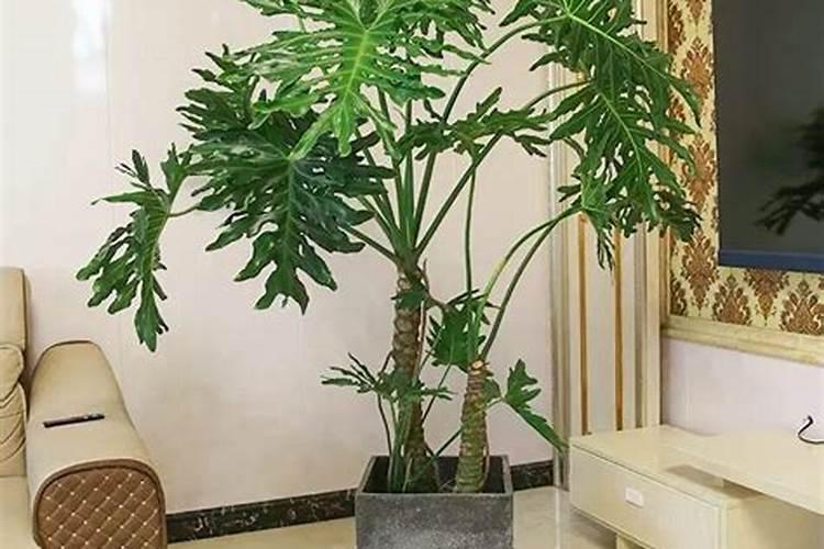 风水十大吉祥绿植
