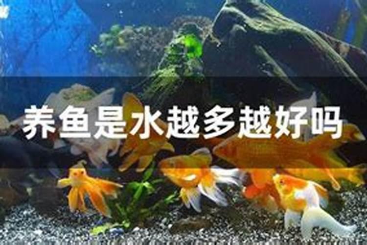 养鱼越多越旺财吗风水？