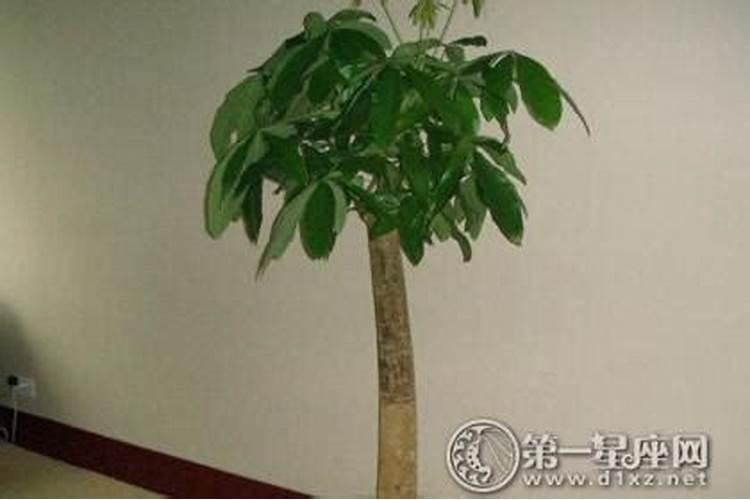 办公桌摆的树好不好风水？