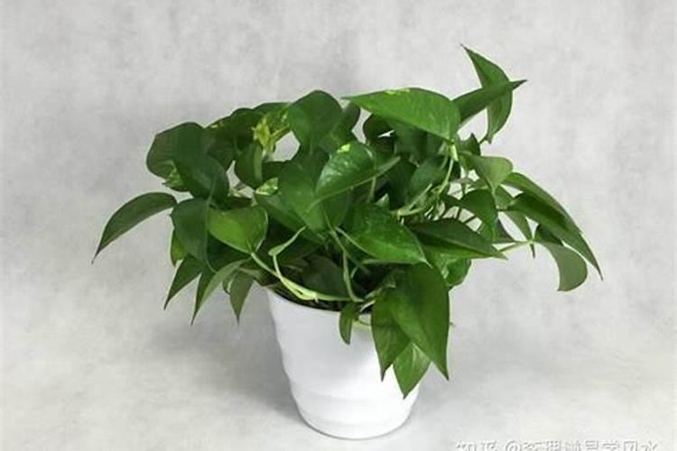 办公桌风水最旺的植物