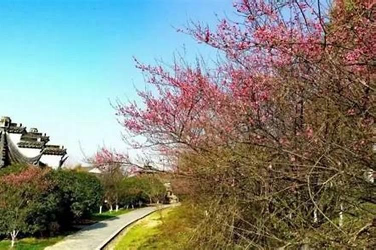 南昌梅岭樱花谷开花时间,南昌梅岭景区推荐春天