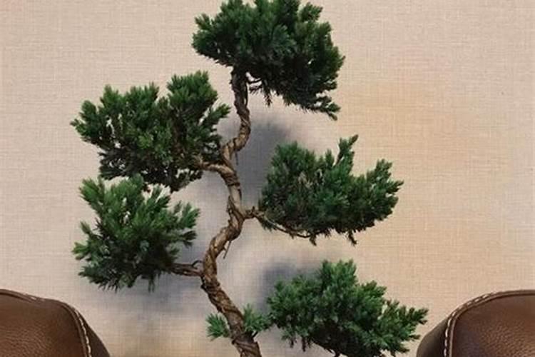 柏树在家里种吉利吗？