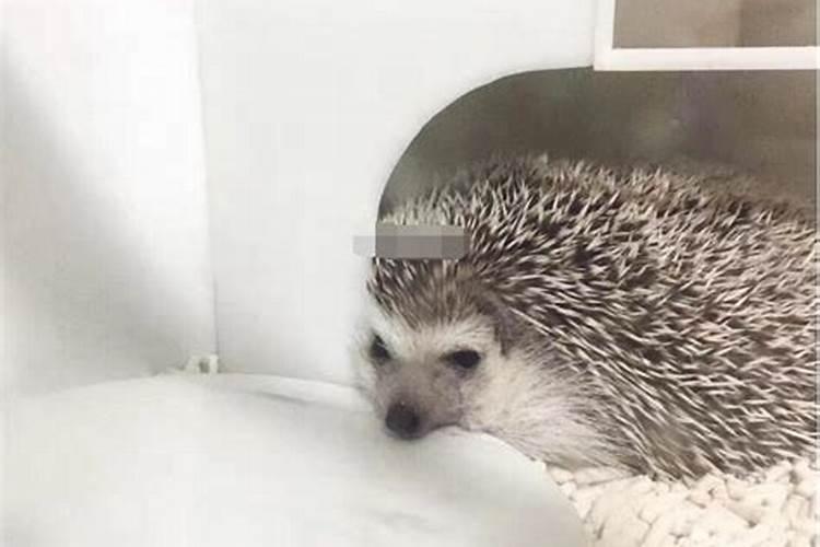 办公桌养刺猬好吗风水好吗？
