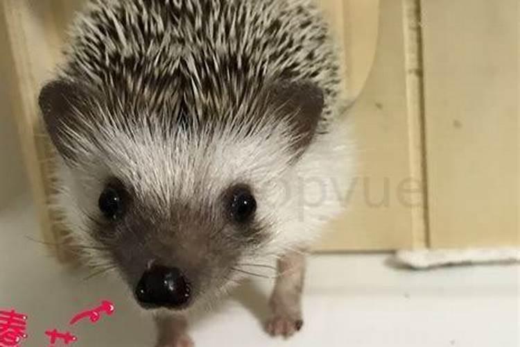 风水上养小刺猬的禁忌？
