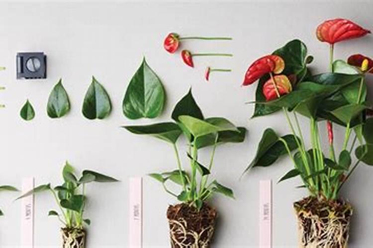 盆栽植物观赏分类