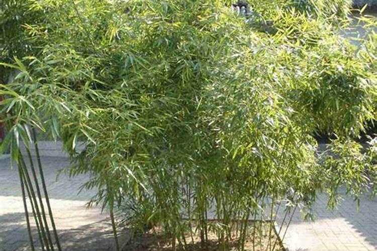 从风水学上说,竹子栽在住房的什么位置最好？