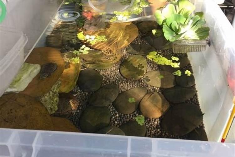 养乌龟放什么植物好？