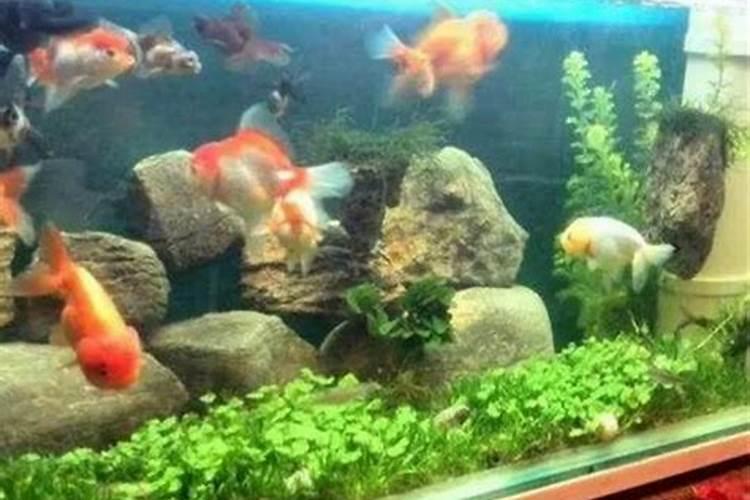 请教风水大师帮看看养鱼养花风水~~谢谢!!