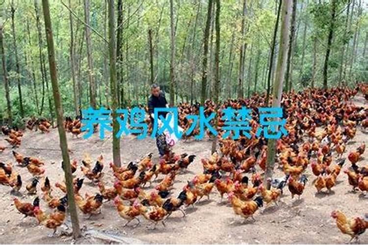 养鸡风水禁忌？