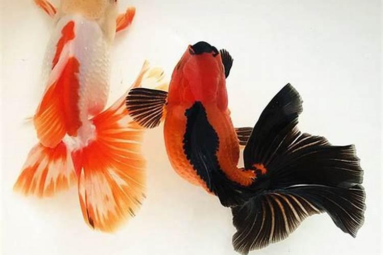 泰狮金鱼是风水鱼么？