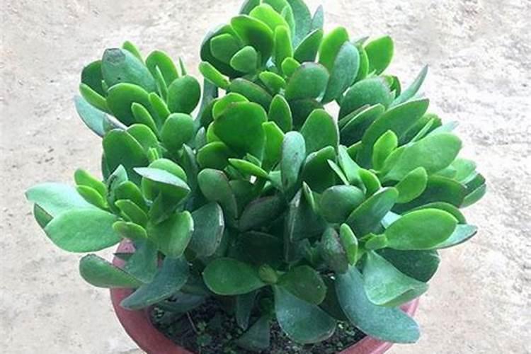 家里放什么鲜花辟邪？