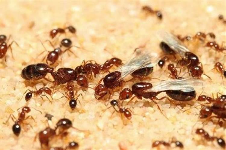 家里有蚂蚁是吉兆还是凶兆？