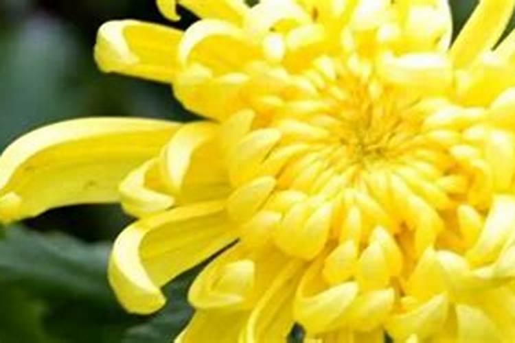 坟前栽菊花对子孙的影响(亲人坟头种菊花风水有什么讲究)？