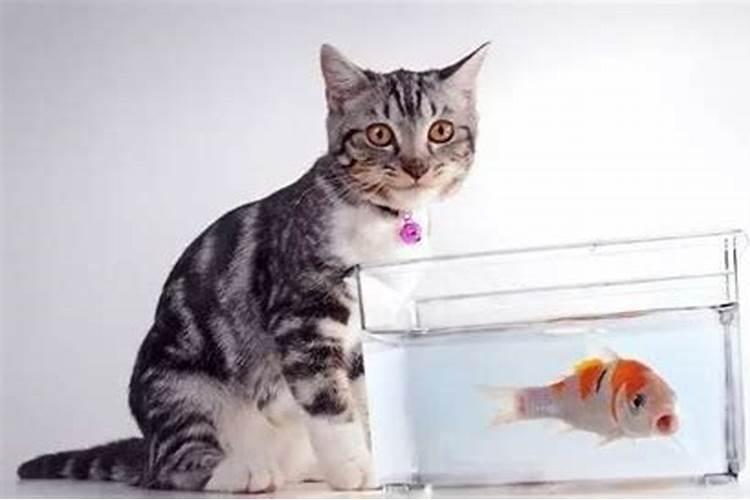 请教路过的风水大师家里养猫又养鱼,在风水学上相冲吗该如何调整猫和。？