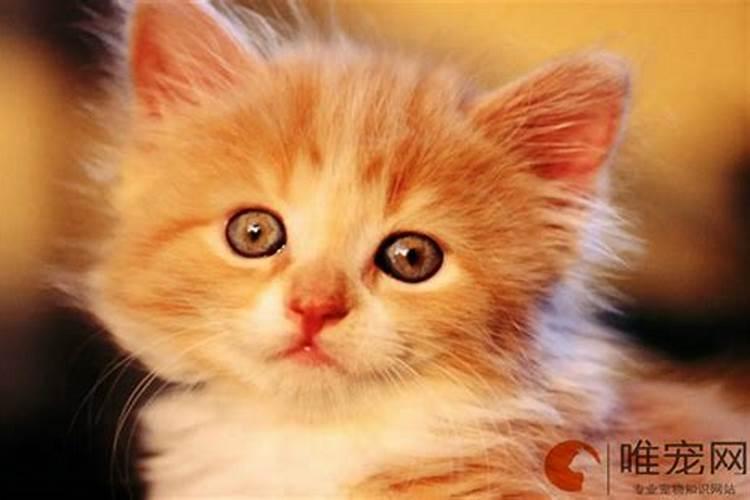 养猫风水有什么讲究？