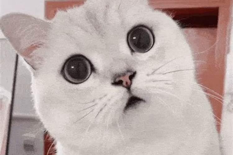 家里养猫风水征兆？