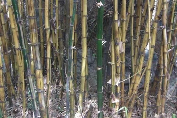 竹子风水禁忌有哪些竹子风水禁忌包括什么？