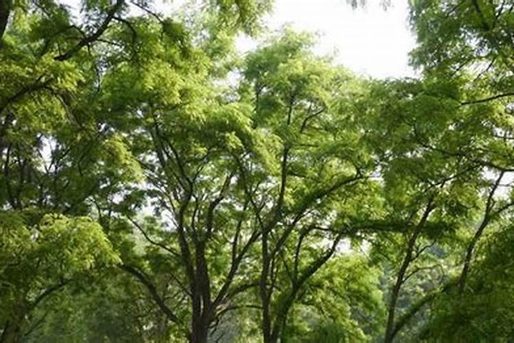 家里种槐树风水好吗？