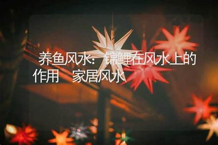 养鱼风水锦鲤在风水上的作用