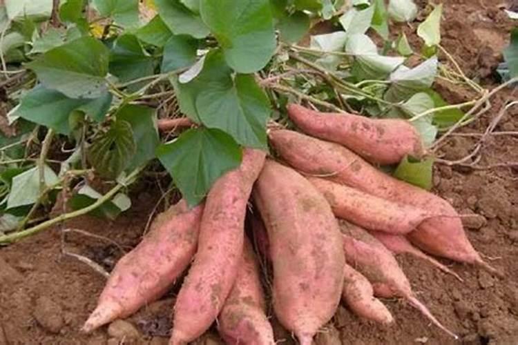 室内适合种红薯吗家里能不能养红薯？