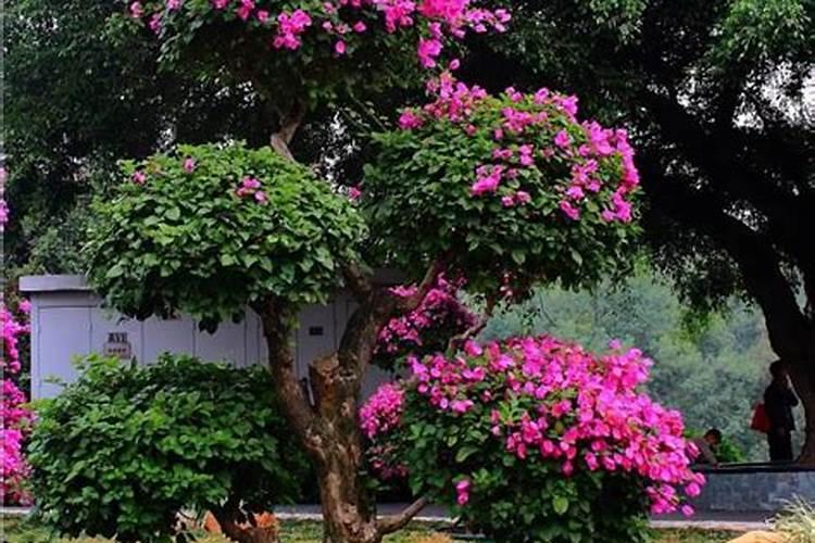 北方庭院适合种植什么花和树？