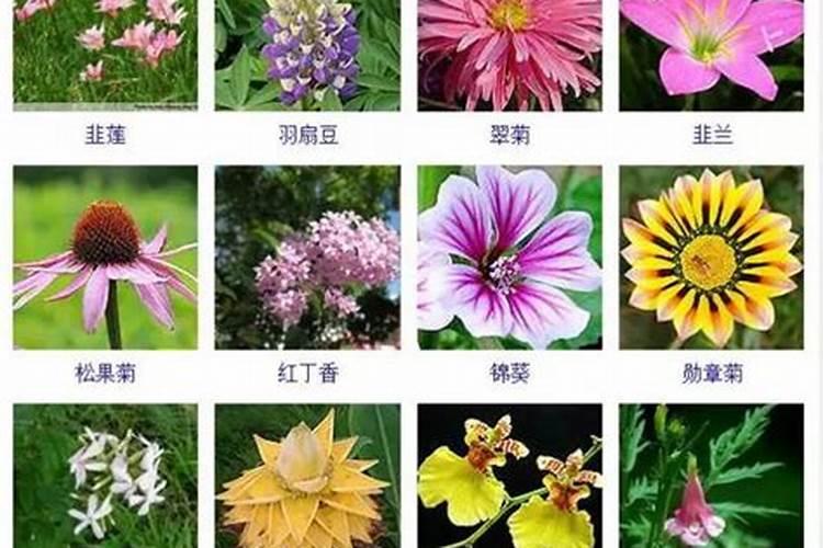 常见的室内观花植物有哪些？
