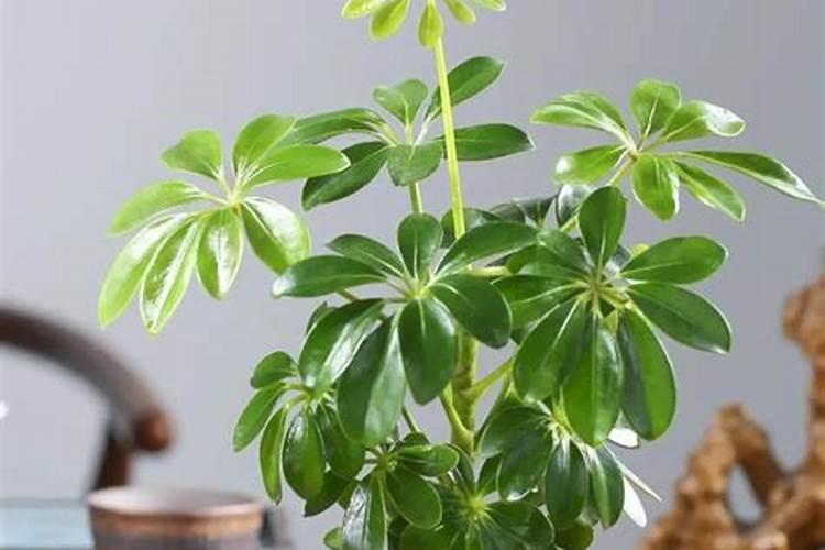 阳台养招财树好不好风水？