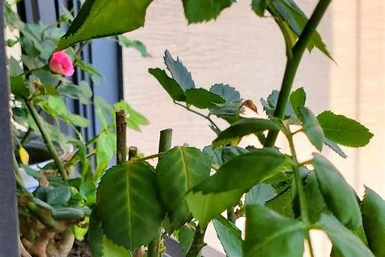 为什么家里不能种月季花？