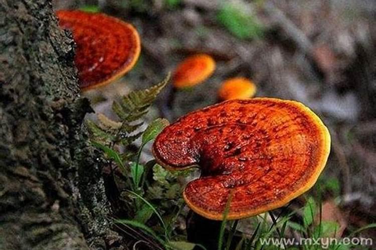 墓地出现灵芝是什么预兆？