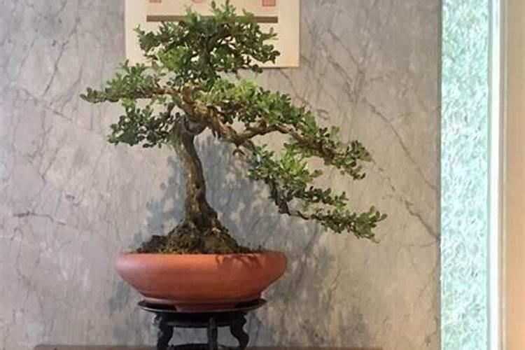 墓地上能种黄杨树吗风水？