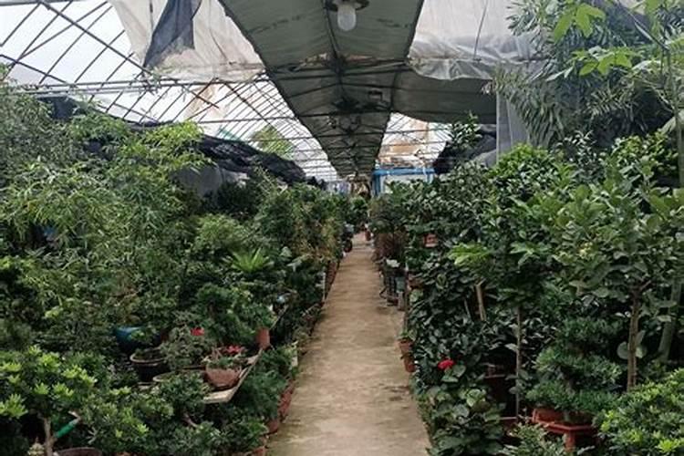 自己承包了大树园,里面设间办公室,主人属马,墙上挂什么画风水好？