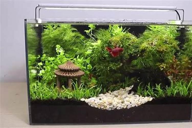 生态缸怎么做简约风水？