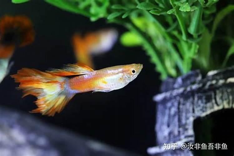 孔雀鱼养多少条风水？