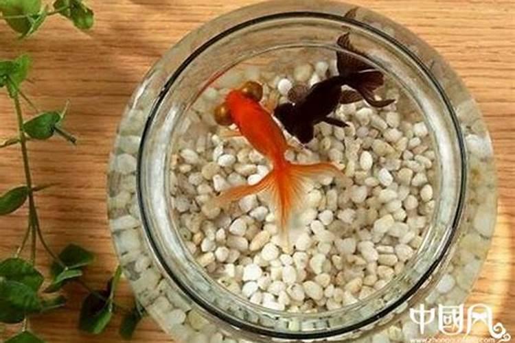 家中养金鱼风水有什么讲究有没有人知道啊？