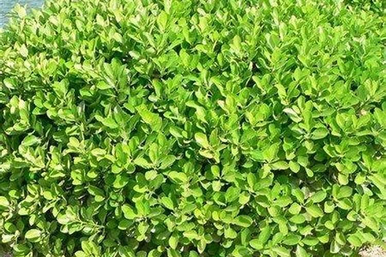 黄杨木风水的作用是什么？