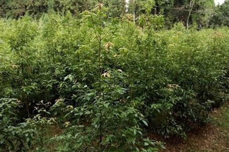 金丝楠木树可以种在家门口吗？