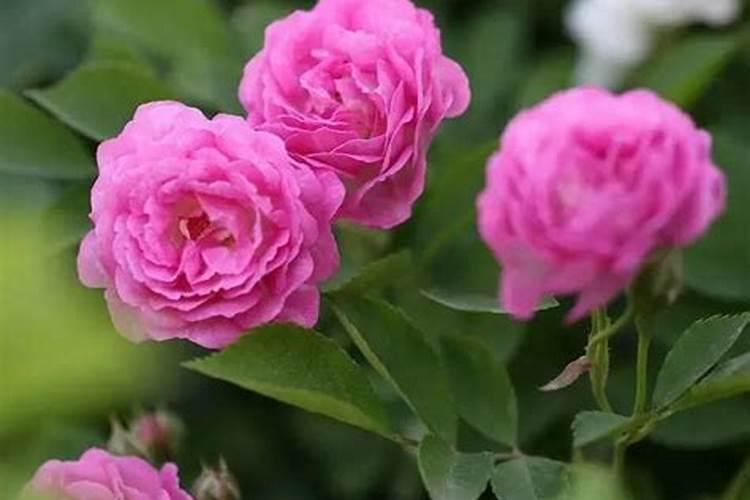 月季花带刺家里不能种听听风水大师怎么讲？