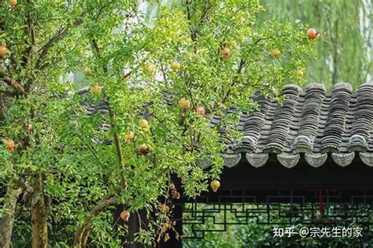 门前种几棵树吉利？