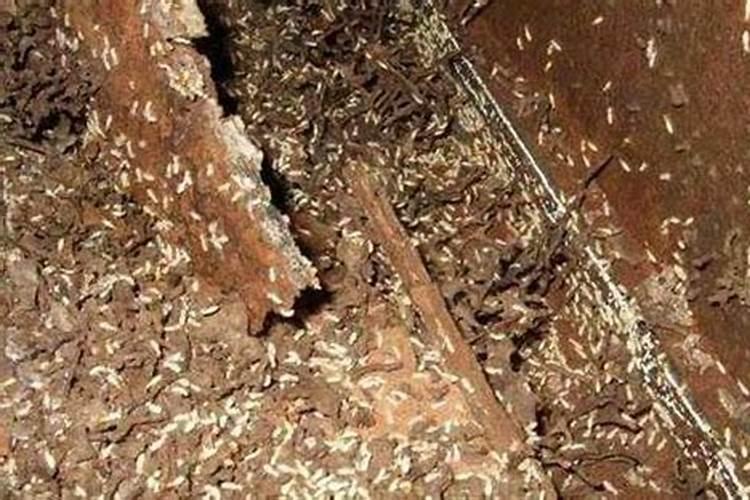 阳宅风水防白蚁用什么好？
