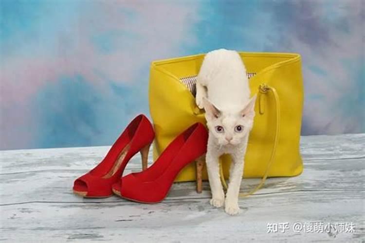 养猫聚财还是破财？