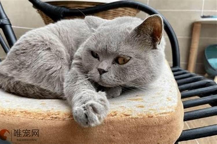 为什么做生意不能养猫会不会破财？