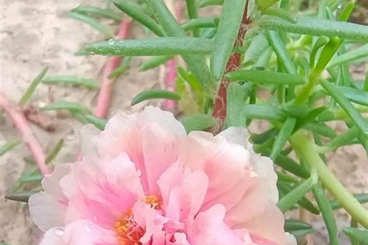 工厂风水之花：如何选择适合的花卉？