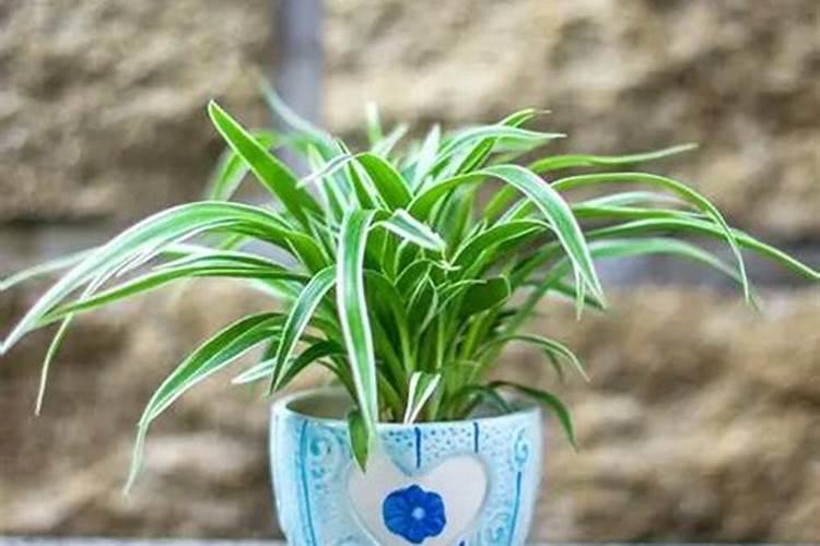 办公室座位后面放植物旺财运