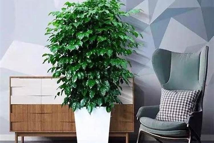家里放什么植物最旺宅？